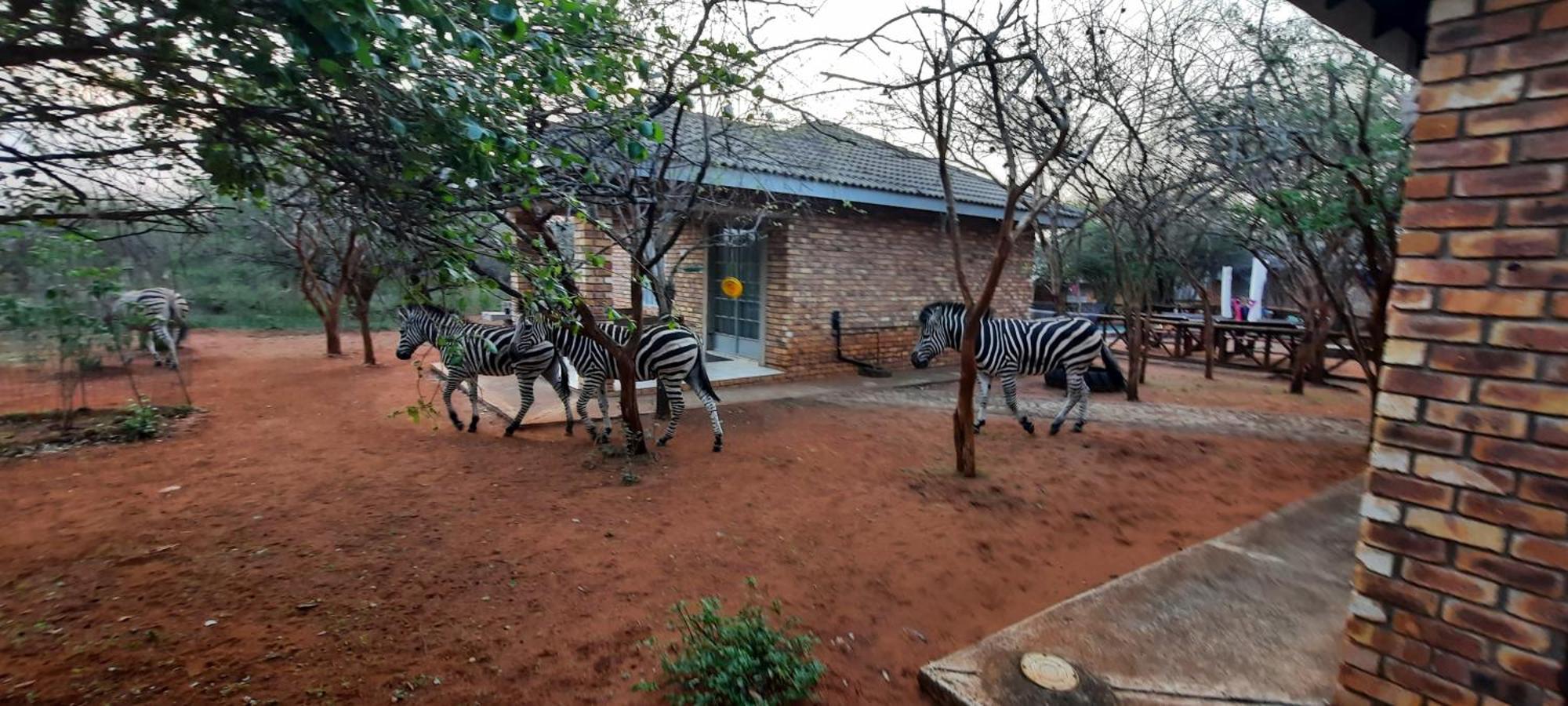 462 Bosbok Chalets Marloth Park Exterior photo